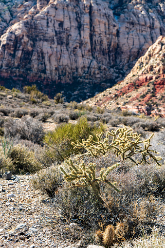 A single Cholla cactus in the foreground emphasives the dry desert environment found in the Red Rock Canyon National Conservation Area
