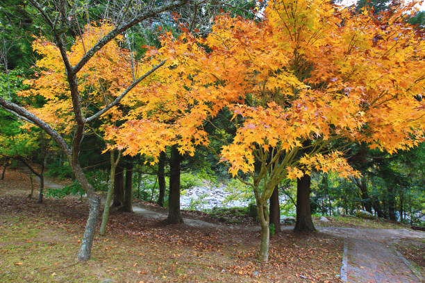 istock Golden Maple trees growing on the hill with Pathway 1474402570