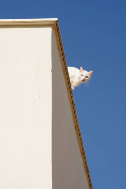 istock White cat on a roof and on a blue sky background with moon. 1474402596