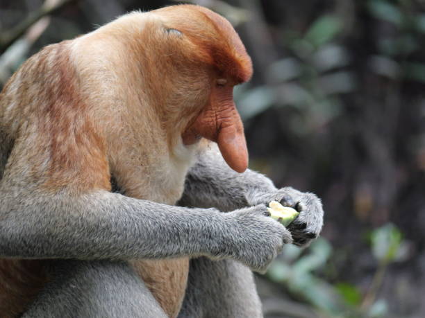Alfa Male Proboscis monkey (Nasalis larvatus) sitting and eat raw banana in a natural habitat. Long-nosed monkey, known as the bekantan in Indonesia. Endemic to the southeast Asian island of Borneo. stock photo
