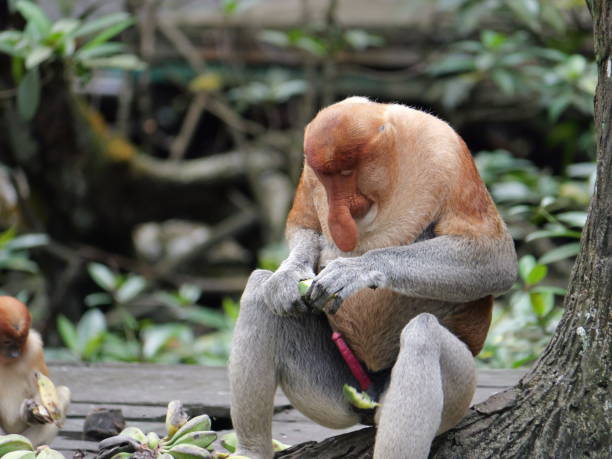 Alfa Male Proboscis monkey (Nasalis larvatus) sitting and eat raw banana in a natural habitat. Long-nosed monkey, known as the bekantan in Indonesia. Endemic to the southeast Asian island of Borneo. stock photo