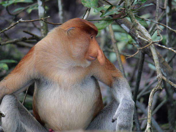 Alfa Male Proboscis monkey (Nasalis larvatus) sitting a natural habitat. Long-nosed monkey, known as the bekantan in Indonesia. Endemic to the southeast Asian island of Borneo. stock photo