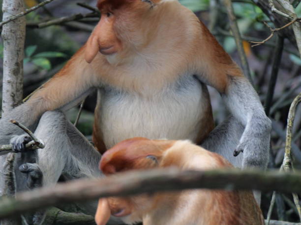 Alfa Male Proboscis monkey (Nasalis larvatus) sitting a natural habitat. Long-nosed monkey, known as the bekantan in Indonesia. Endemic to the southeast Asian island of Borneo. stock photo