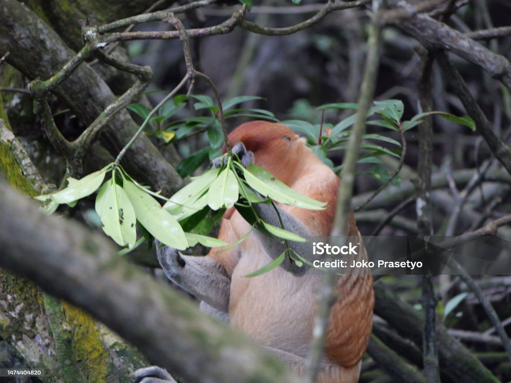 Alfa Male Proboscis monkey (Nasalis larvatus) sitting a natural habitat. Long-nosed monkey, known as the bekantan in Indonesia. Endemic to the southeast Asian island of Borneo. Animal Stock Photo