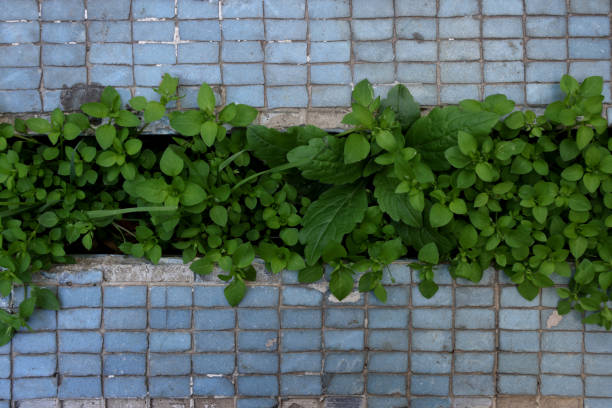 This is Buttercup winter-hazel leaves photo.\nIt was very cute and beautiful.