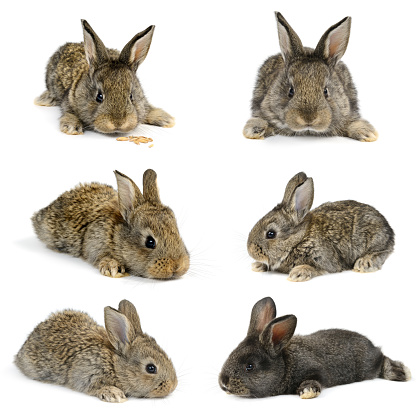 Collection of little rabbits from different angles isolated on white background.