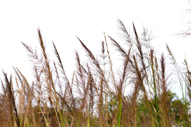 Vetiver grass flower in the park Vetiver grass flower in the park pennisetum stock pictures, royalty-free photos & images