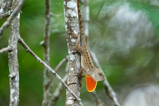 Green Anole lizard with bright red throat on a tree in Texas