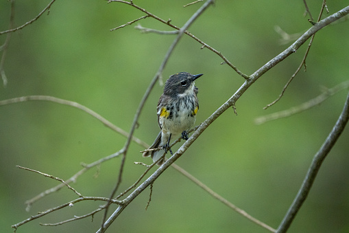 Yellow-rumped Warbler in a tree
