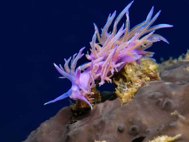 istock Purple-orange nudibranch from Cyprus 1474409665