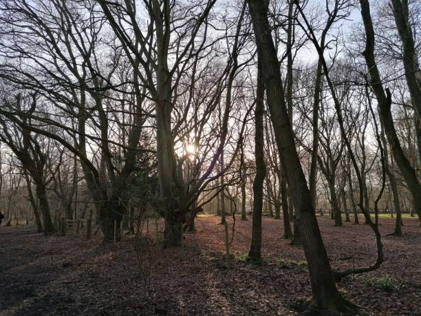 istock Can’t see the wood for the trees 1474410814