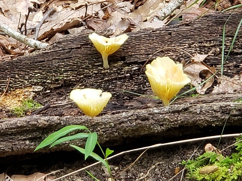 Yellow Fairy Cups