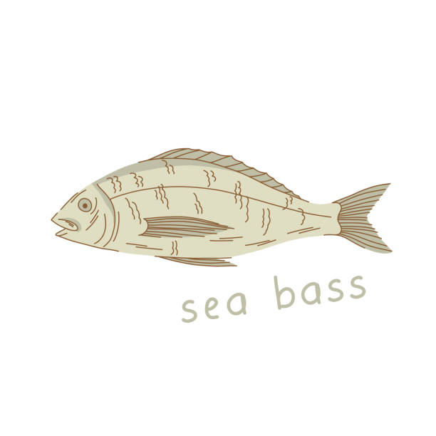 ilustrações de stock, clip art, desenhos animados e ícones de sea bass isolated on white background. fish illustration in cartoon style. - fish prepared fish fishing bass