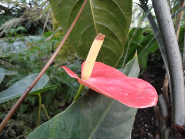 istock The Enid A. Haupt Conservatory January 19, 2013 1474411028