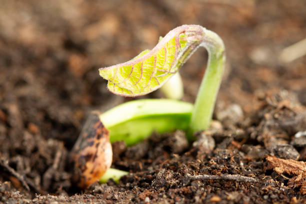 Bean Plant Sprouting In The Garden