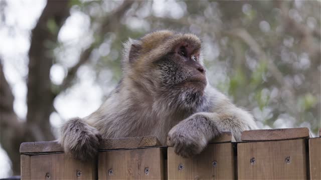 Barbary macaque at Rock of Gibraltar, UK.