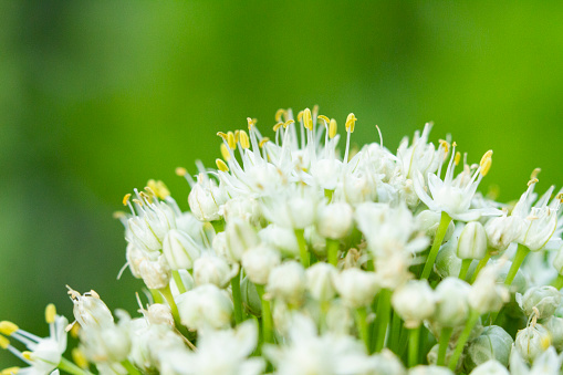 Macro Shot Of An Allium Bloom With Copy Space