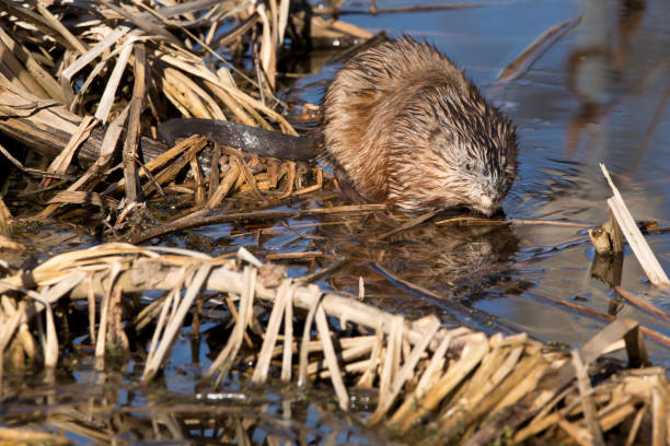 istock Front view of a muskrat, Ondatra zibethicus 1474413018