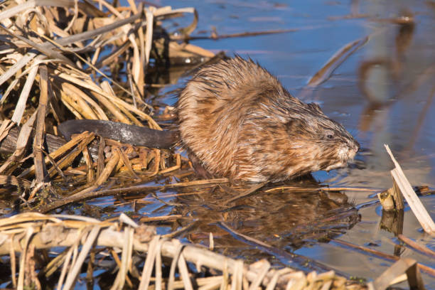 A muskrat, Ondatra zibethicus, at the marsh with turned head close up.