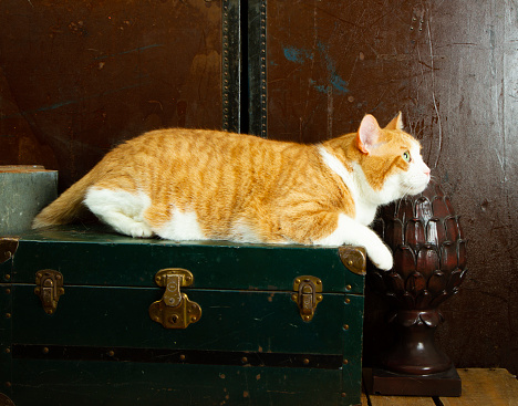 Orange Tabby Cat Sitting On An Old Trunk