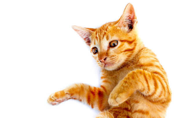 istock Little orange cat isolated white background. 1474413713