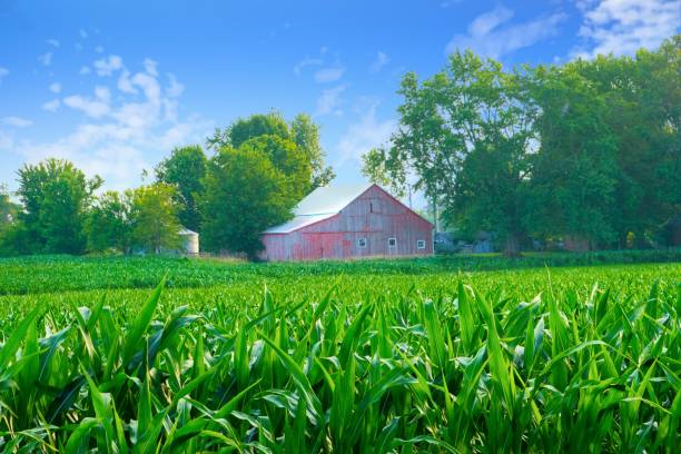 istock Corn Field with red barn in the background- Howard County, Indiana 1474413736