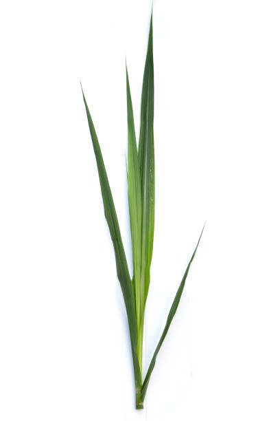 istock Sugar cane leaves on white background. 1474413780