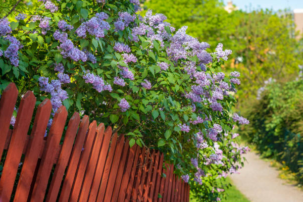 red picket fences and purple lilacs
