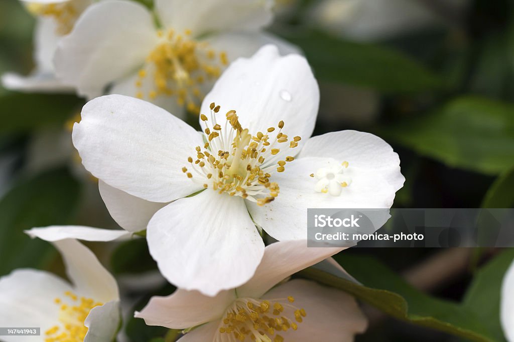 Jasmin Blume - Lizenzfrei Alternative Medizin Stock-Foto