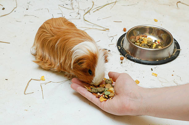 Porquinho-da-índia comendo comida - foto de acervo