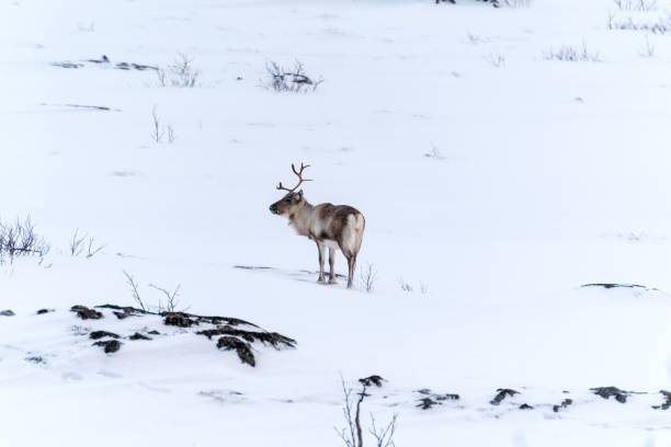 istock deer in snowy nature in tromso, norway 1474423868