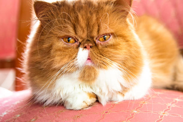 istock Persian long-haired cat with big eyes on a pink background 1474427925