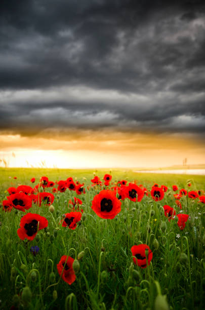 istock Poppy fields under dramatic skies , Armenia . 1474428706