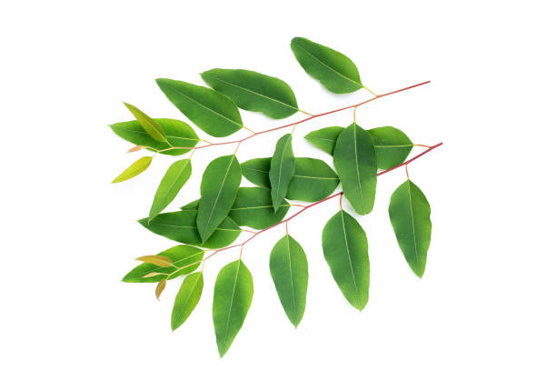 istock Green leaves of eucalyptus on white 1474430043