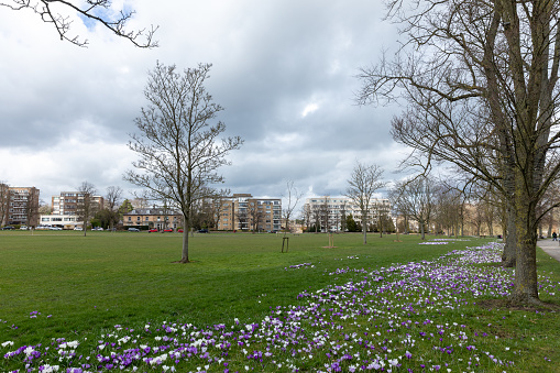 Spring crocus flowers in public parks in the city centre of Harrogate in North Yorkshire, England, UK