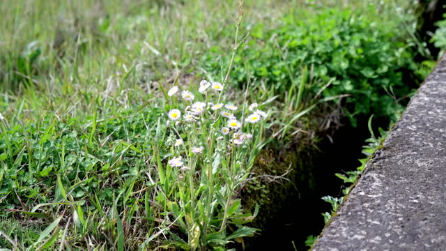 Halcyon wildflowers blooming in a rural gutter