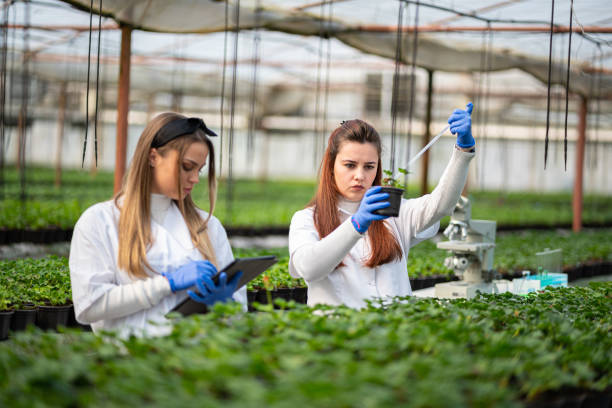 wissenschaftlerinnen arbeiten im gewächshauslabor. - agriculture greenhouse research science stock-fotos und bilder