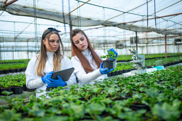 istock Smart farming. Female scientists working in greenhouse laboratory. 1474437821