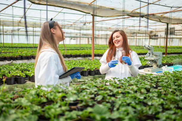 wissenschaftlerinnen arbeiten im gewächshauslabor. - agriculture greenhouse research science stock-fotos und bilder