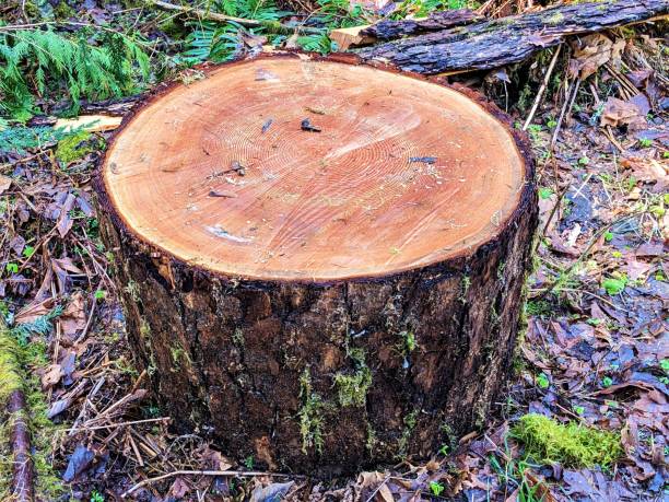istock Cross section of pine tree in the forest 1474438239