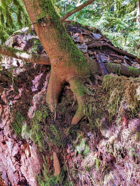 istock Pine tree growing out of ancient redwood 1474438249