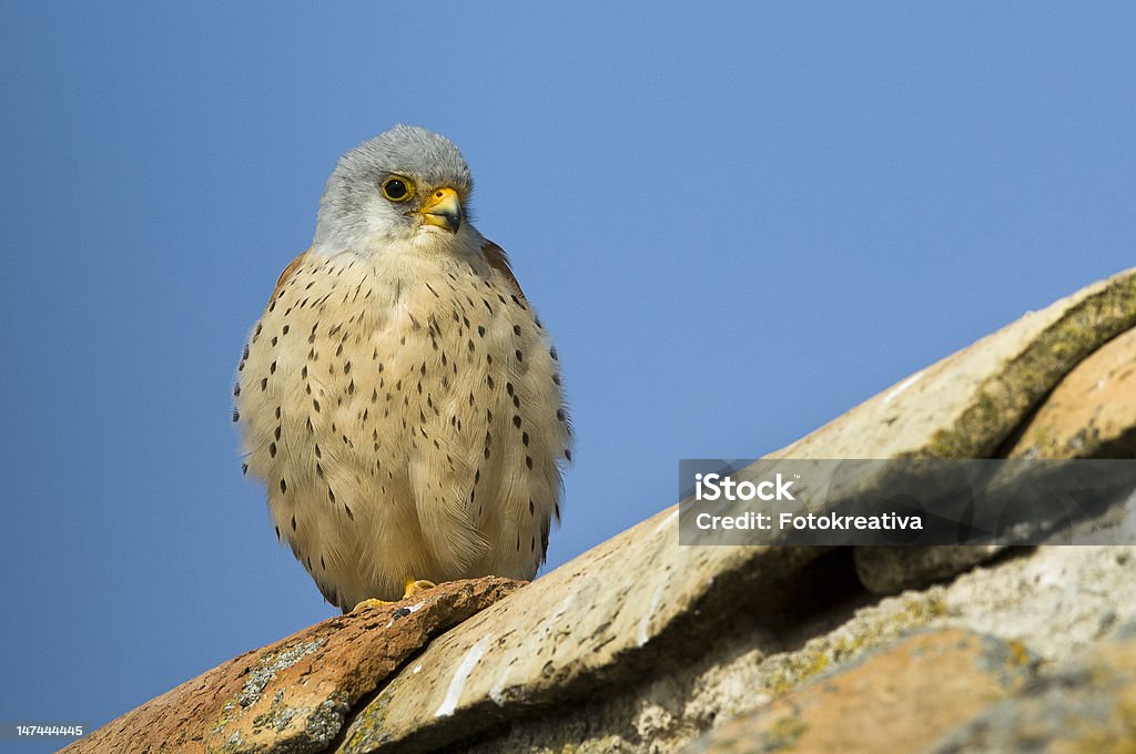 Grão de Peneireiro-americano no Telhado - Royalty-free Animal Foto de stock