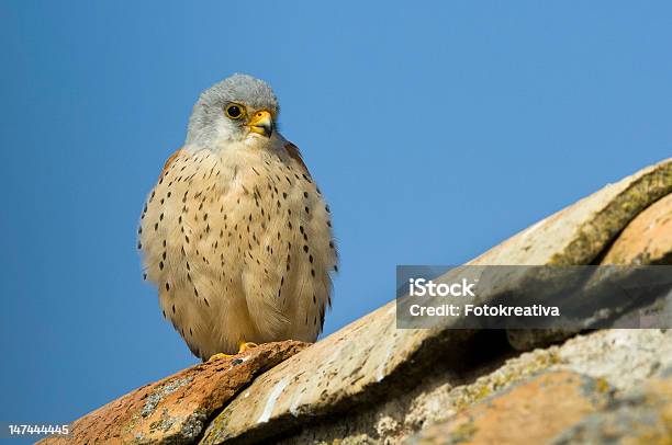 Grão De Peneireiroamericano No Telhado - Fotografias de stock e mais imagens de Animal - Animal, Colónia - Grupo de animais, Fotografia - Imagem