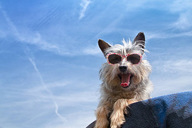 Piccolo cane con occhiali da sole - foto stock