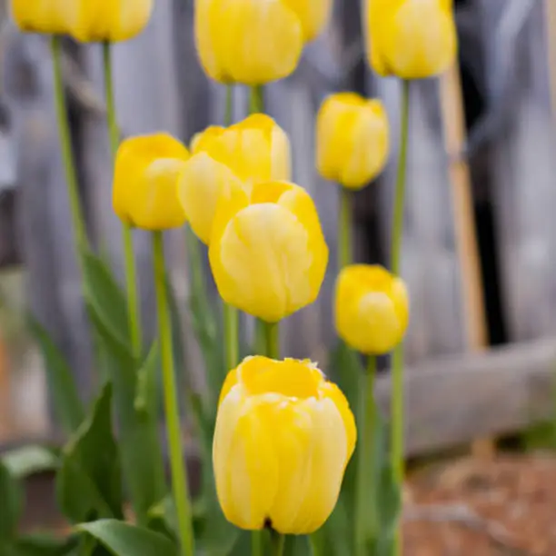 tulip Tulipa, bulbous herbs in the lily family Liliaceae. Tulips, garden flowers, cultivars and varieties have been developed. Flowers delicate pink yellow. Beautiful buds. Landscaping, flowerbed