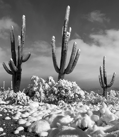 3 Saguaros Covered In Snow in the Desert black & white photograph