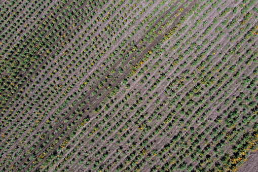 Field of marigold flowers as seen by drone