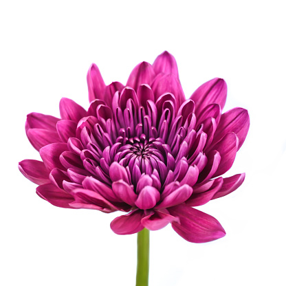 Close up of a beautiful pink Dahlia flower with yellow center against a green background