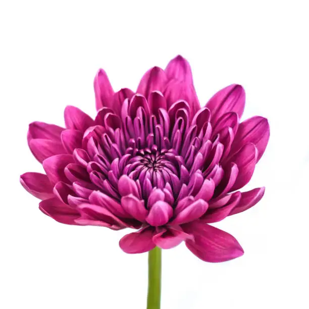 Purple Chrysanthemum flower