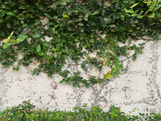 istock Green plants growing on concrete wall texture background 1474453013